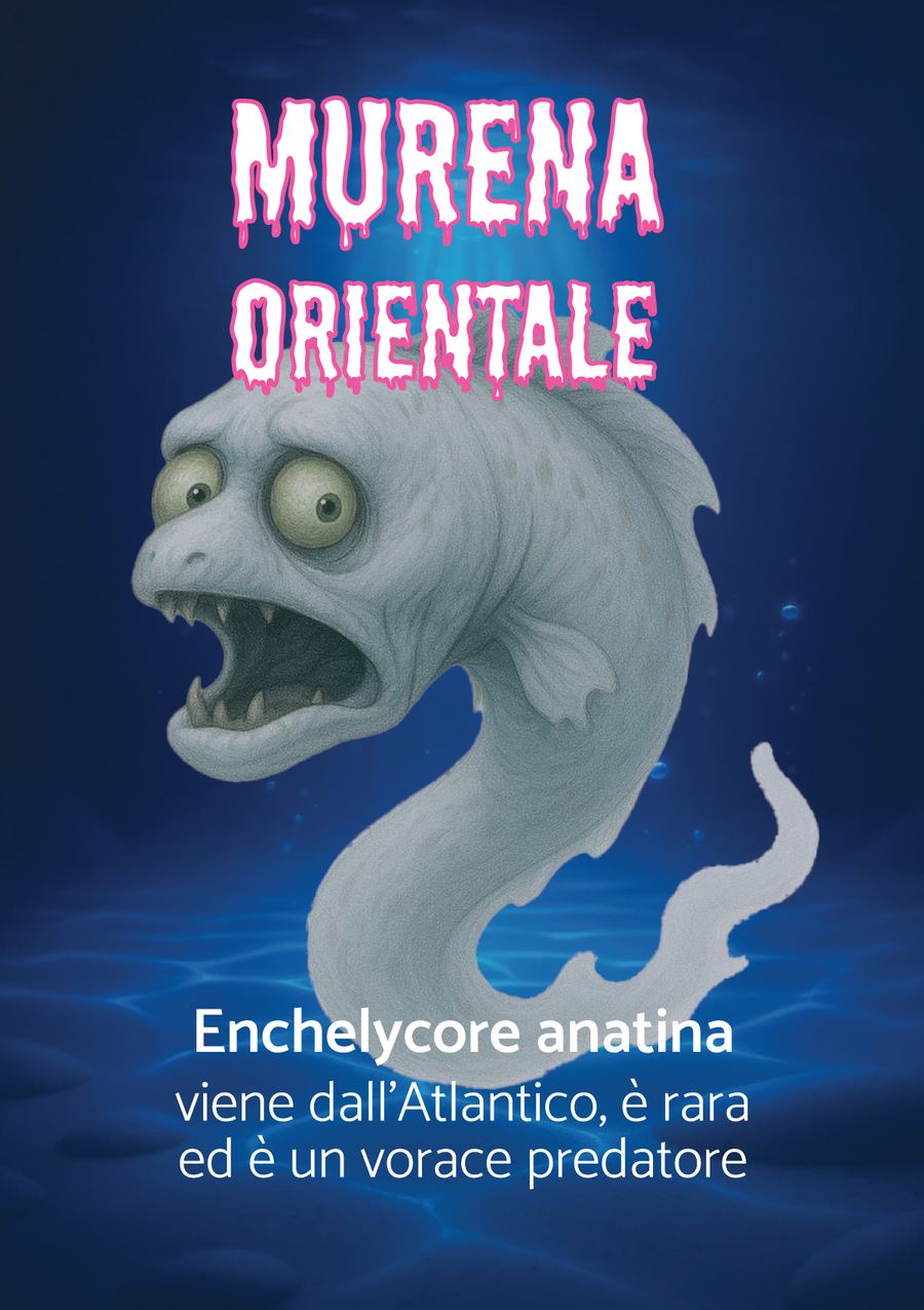 Murena Orientale