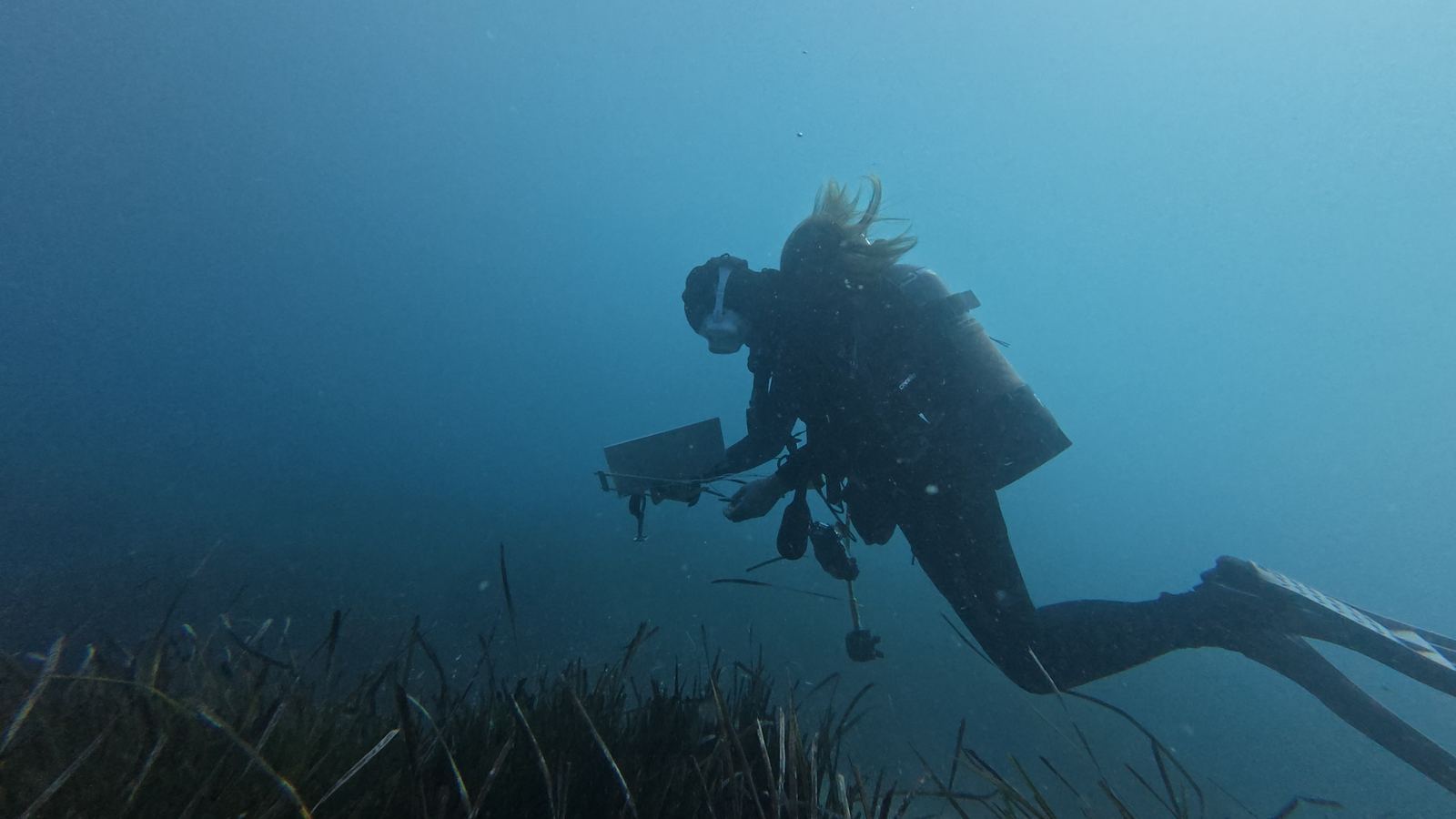 Marine biologist surveying the seabed near Posidonia oceanica
